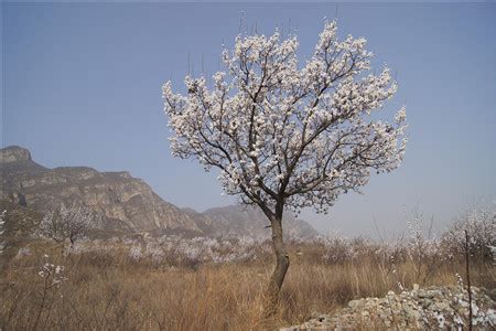 杏树风水